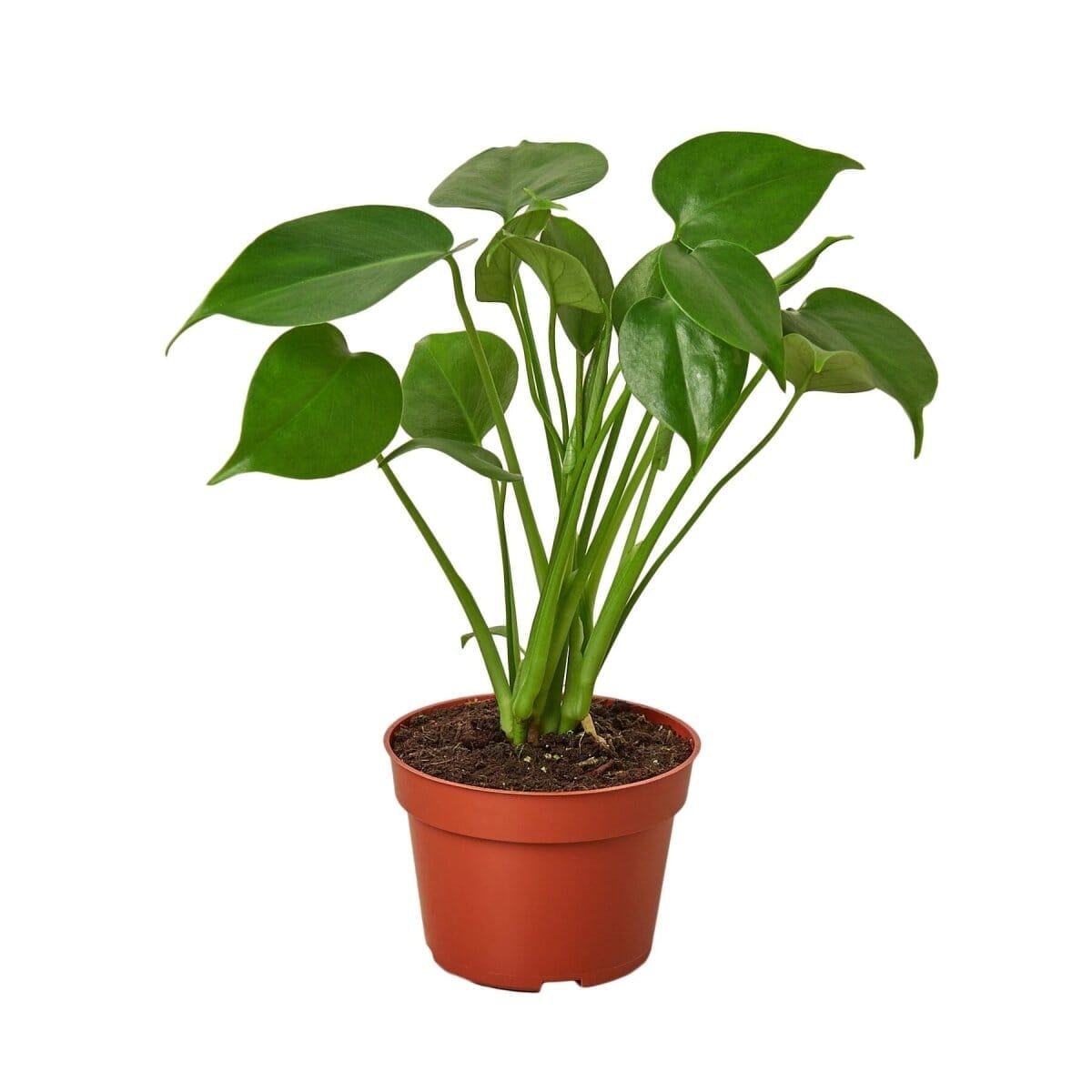 Philodendron Split-Leaf-4" Plant-Trendy Gardener