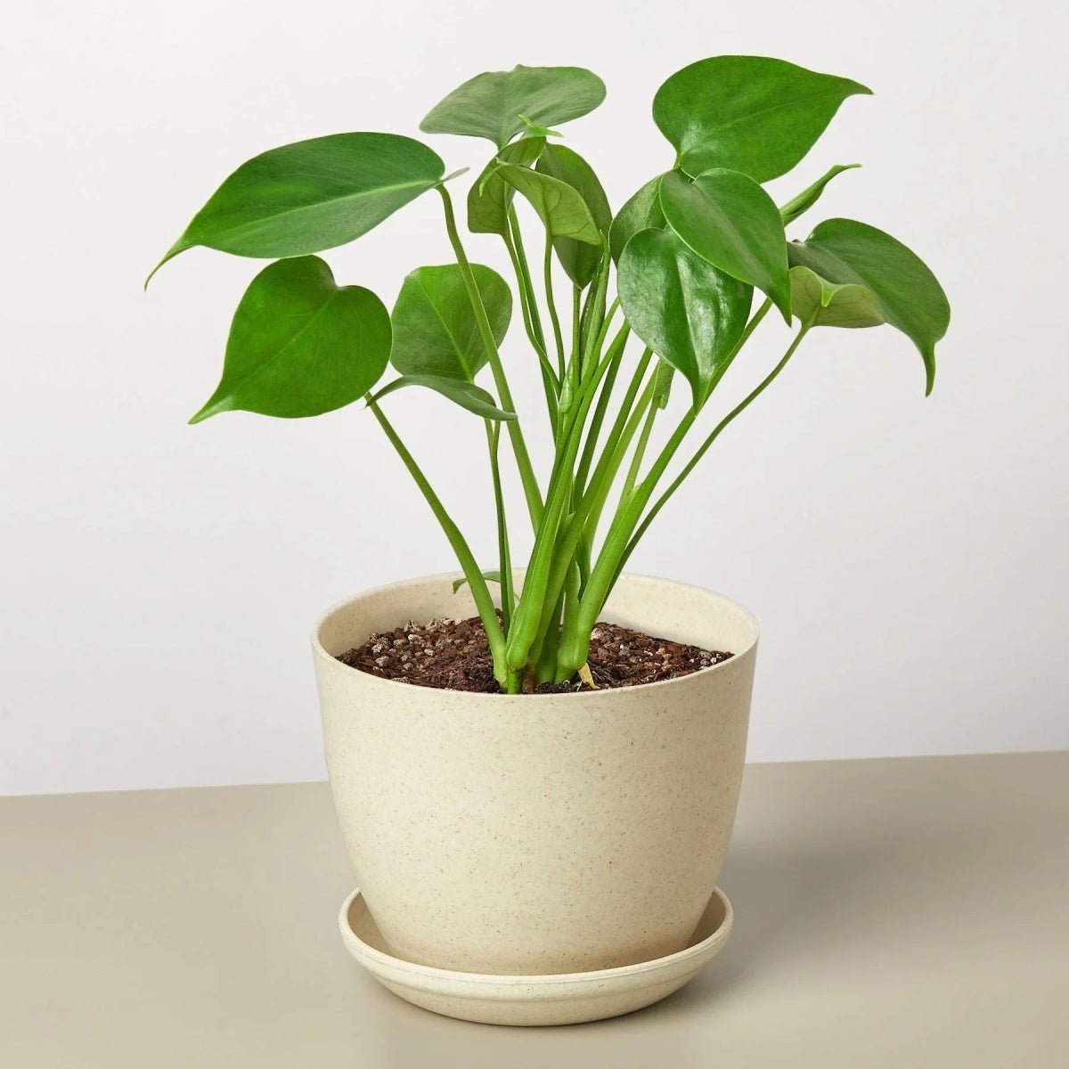 Philodendron Split-Leaf-4" Plant-Trendy Gardener