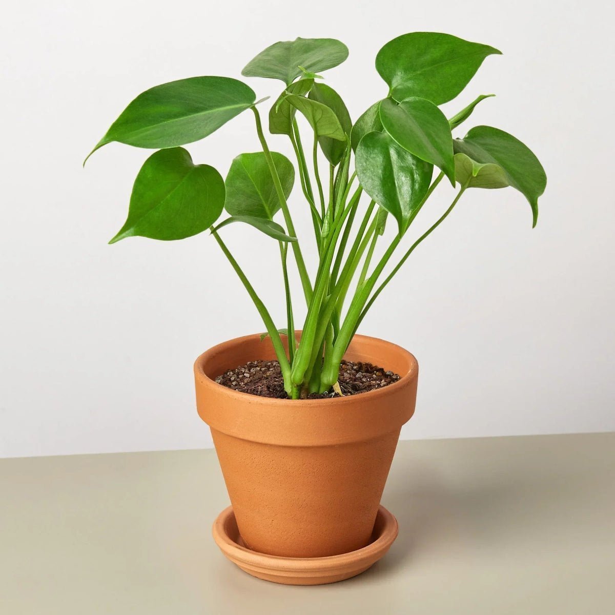 Philodendron Split-Leaf-4" Plant-Trendy Gardener