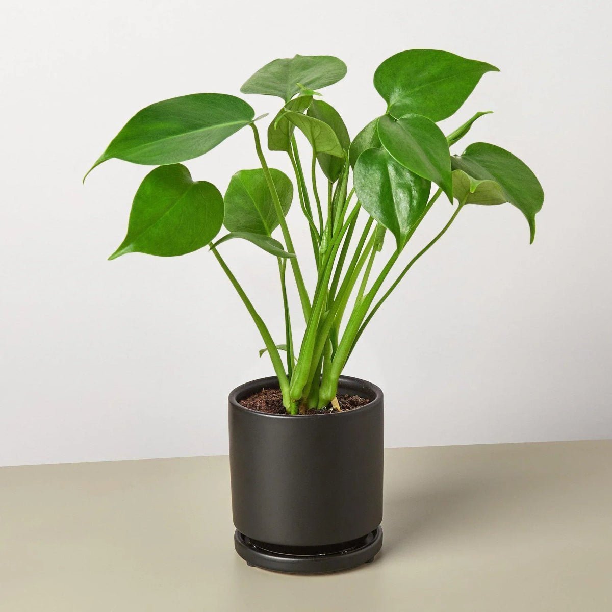 Philodendron Split-Leaf-4" Plant-Trendy Gardener