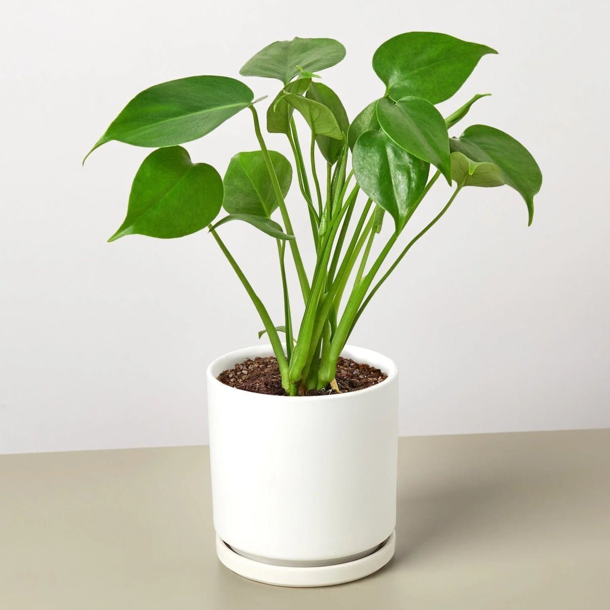 Philodendron Split-Leaf-4" Plant-Trendy Gardener