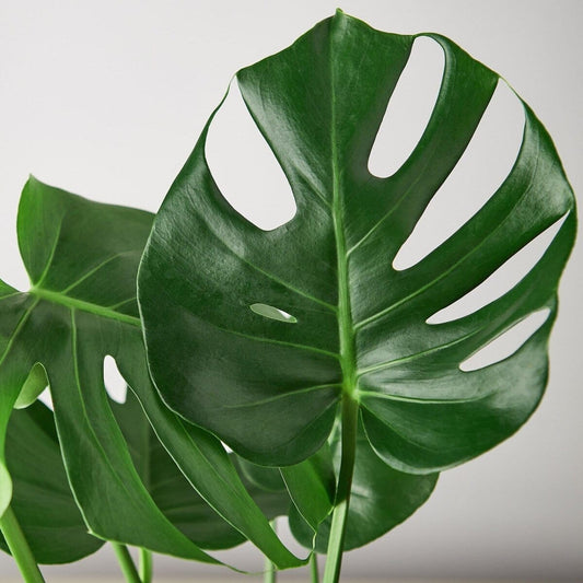 Philodendron Split-Leaf-4" Plant-Trendy Gardener