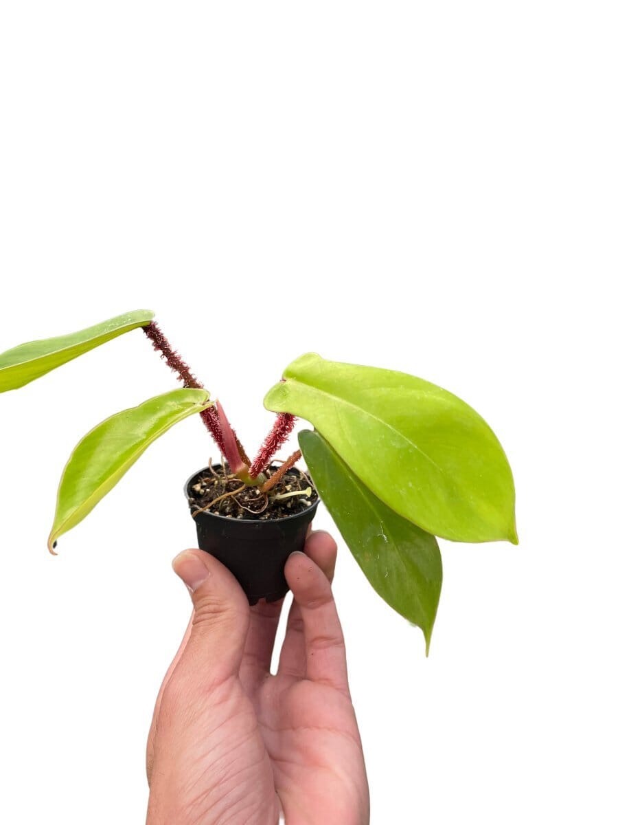 Philodendron 'Squamiferum'-Indoor Plants-Trendy Gardener