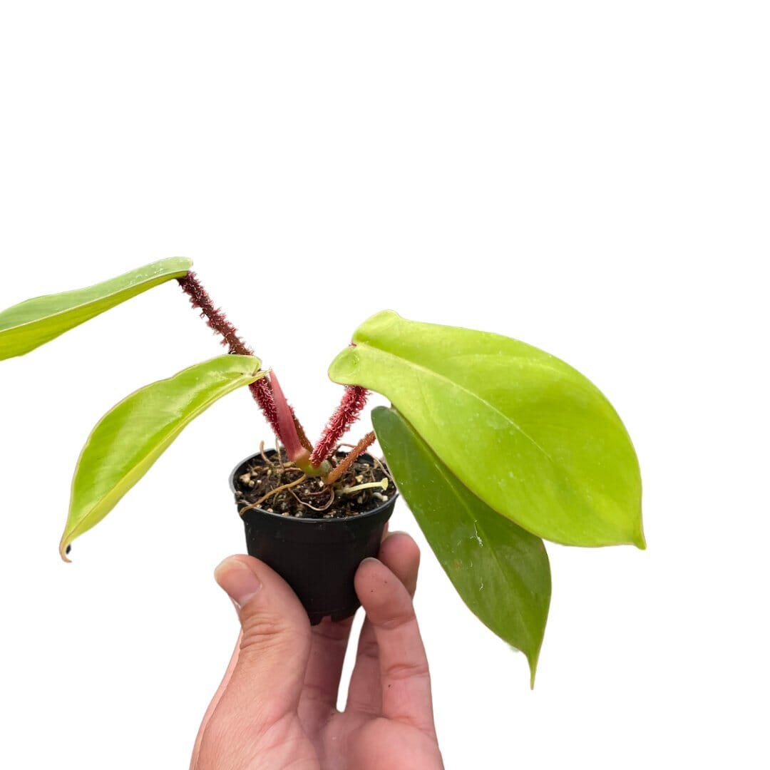 Philodendron 'Squamiferum'-Indoor Plants-Trendy Gardener