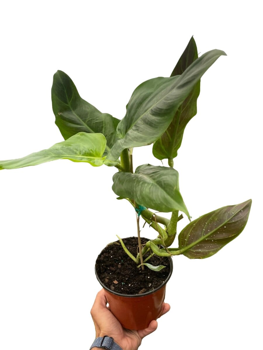 Philodendron Subhastatum-Indoor Plants-Trendy Gardener