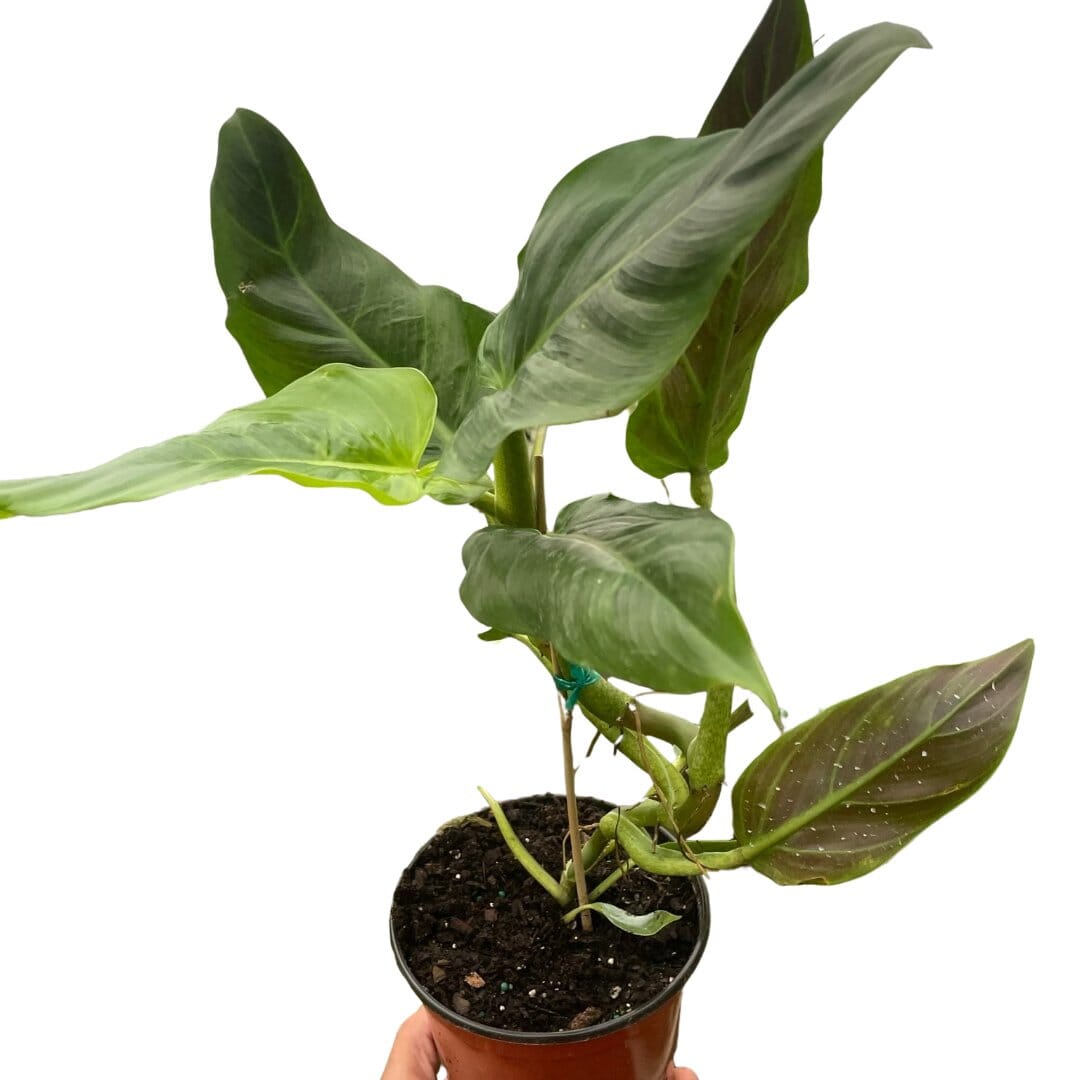 Philodendron Subhastatum-Indoor Plants-Trendy Gardener