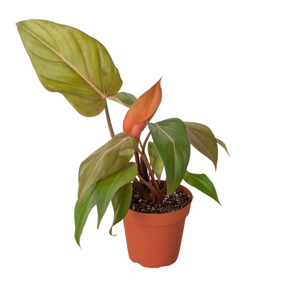 Philodendron Summer Glory-Indoor Plants-Trendy Gardener