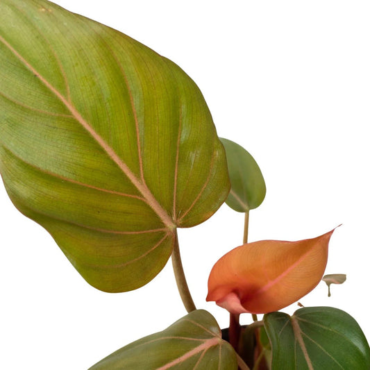 Philodendron Summer Glory-Indoor Plants-Trendy Gardener