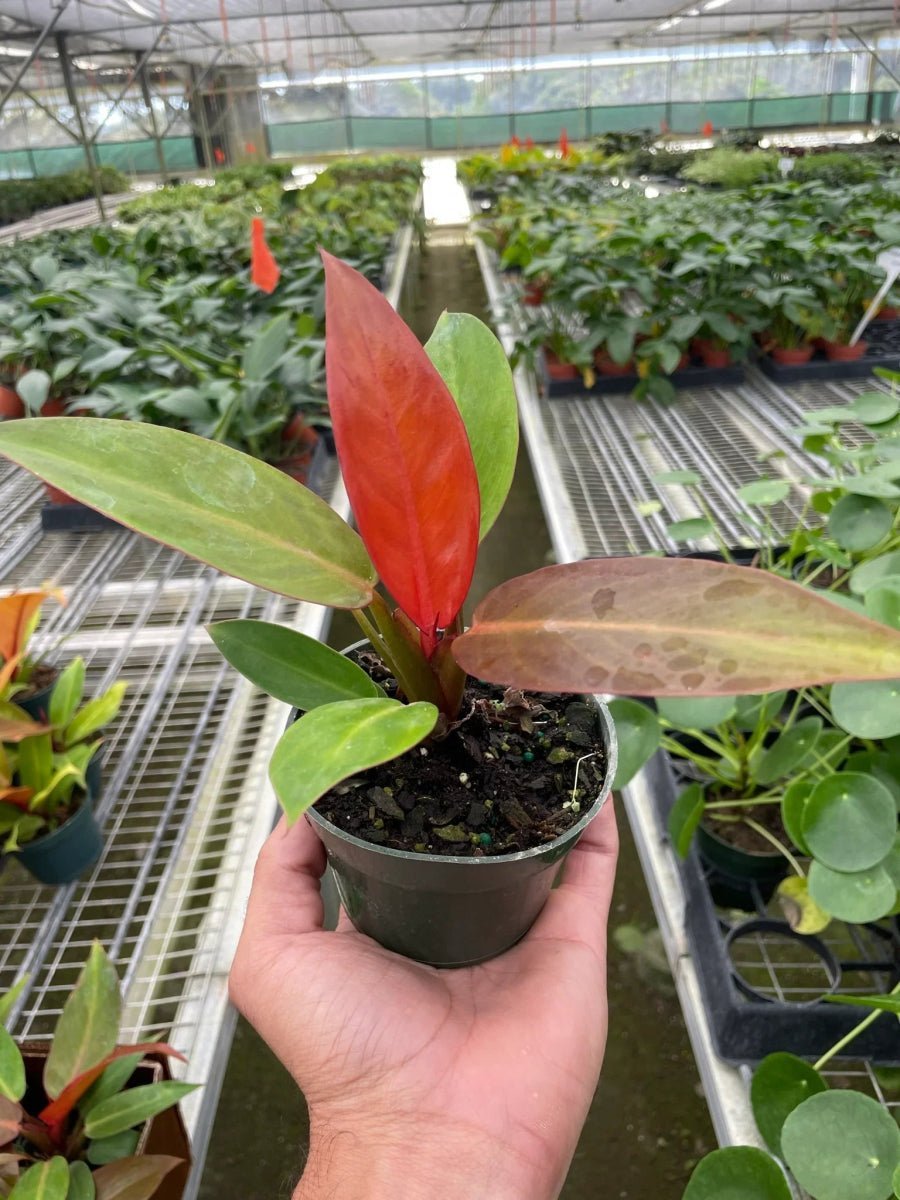 Philodendron Sun Red-Indoor Plants-Trendy Gardener