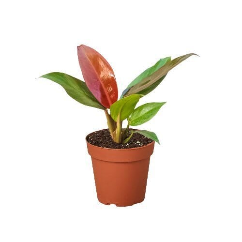 Philodendron Sun Red-Indoor Plants-Trendy Gardener