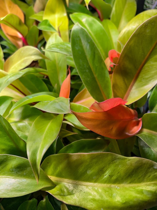 Philodendron 'Tangerine-Indoor Plants-Trendy Gardener