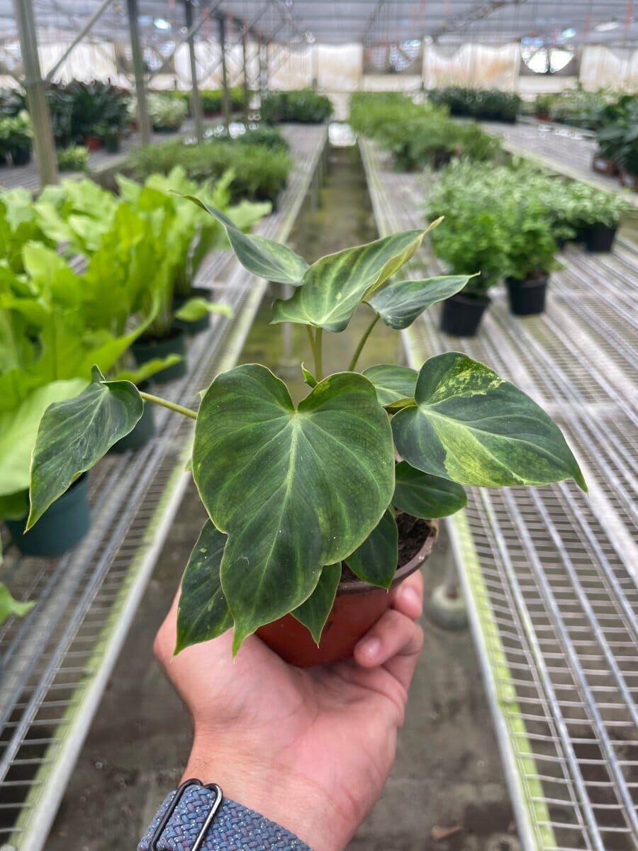 Philodendron 'Verrucosum'-Indoor Plants-Trendy Gardener