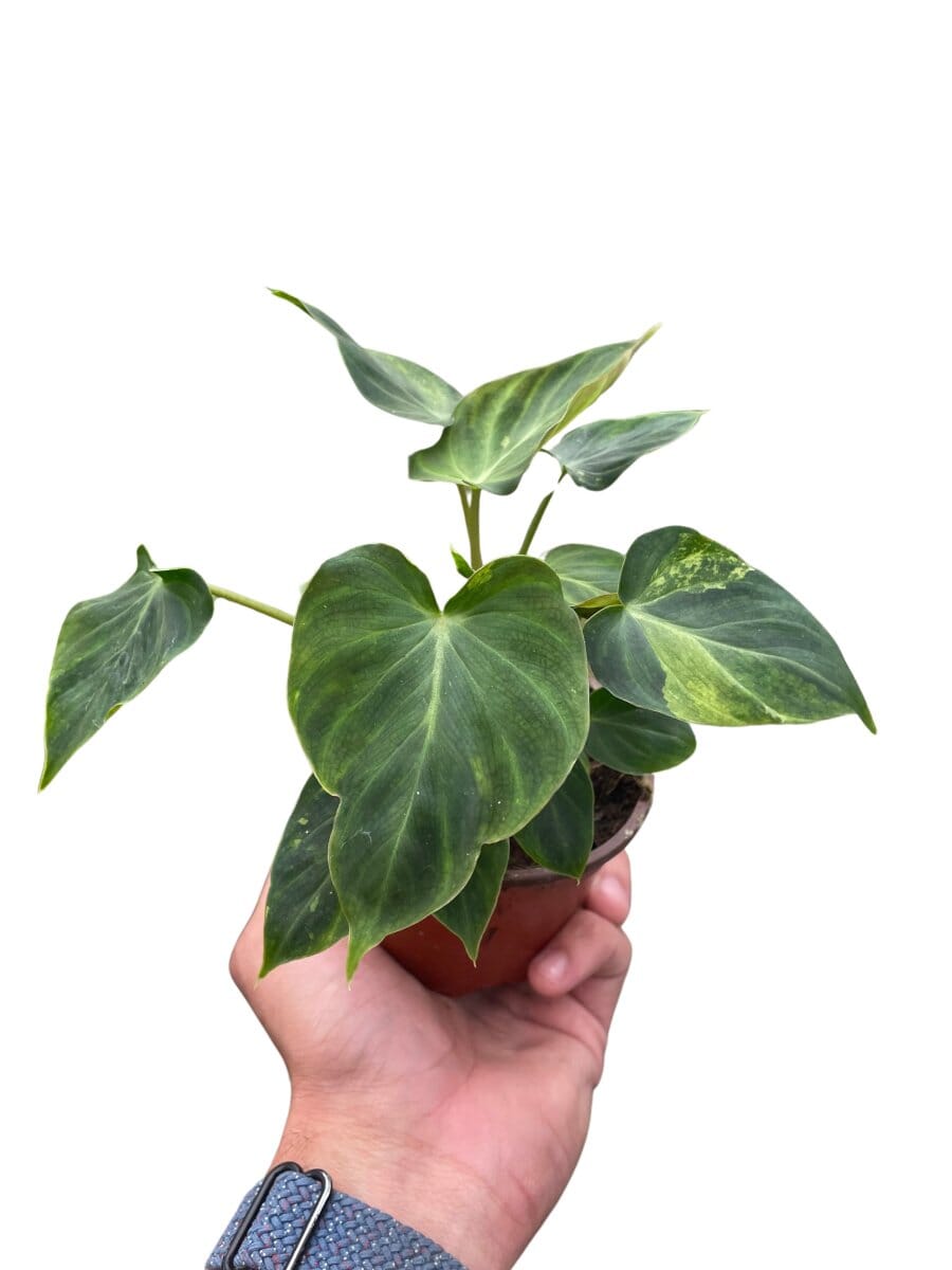 Philodendron 'Verrucosum'-Indoor Plants-Trendy Gardener