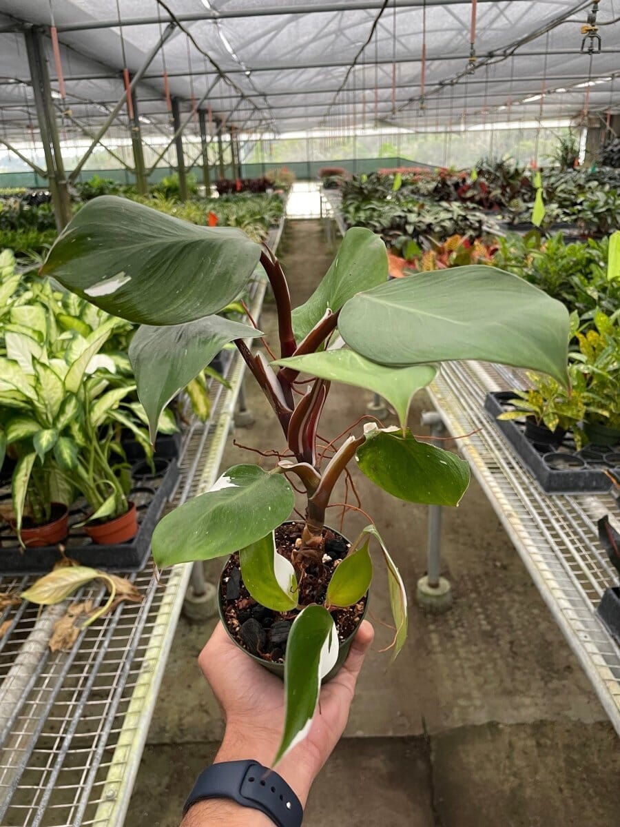 Philodendron 'White Knight'-Indoor Plants-Trendy Gardener