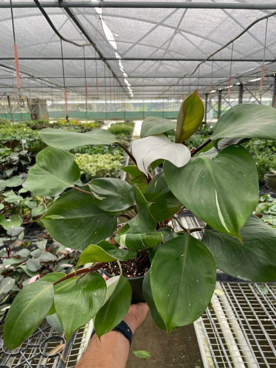 Philodendron 'White Knight'-Indoor Plants-Trendy Gardener