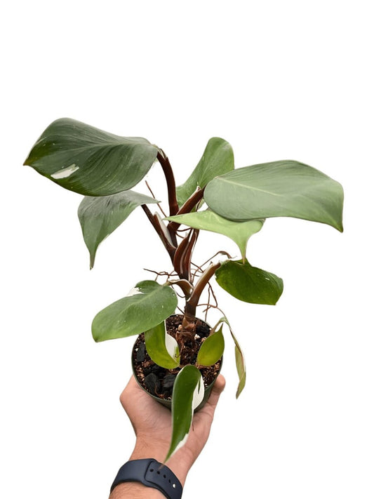 Philodendron 'White Knight'-Indoor Plants-Trendy Gardener