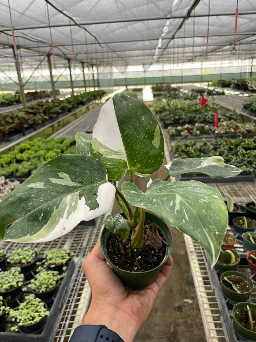 Philodendron White Princess-Indoor Plants-Trendy Gardener