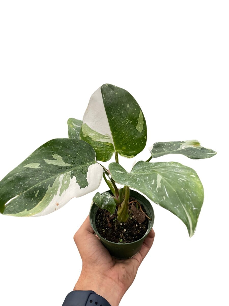 Philodendron White Princess-Indoor Plants-Trendy Gardener