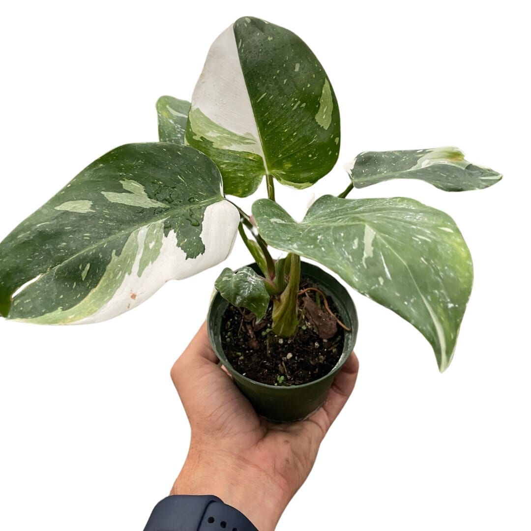 Philodendron White Princess-Indoor Plants-Trendy Gardener