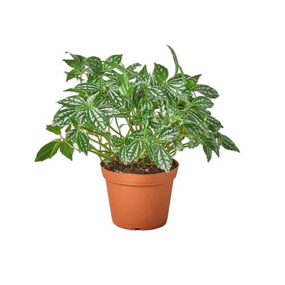 Pilea 'Aluminum'-4" Plant (1) ($4)-Trendy Gardener