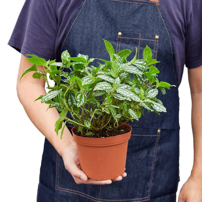 Pilea 'Aluminum'-4" Plant (1) ($4)-Trendy Gardener