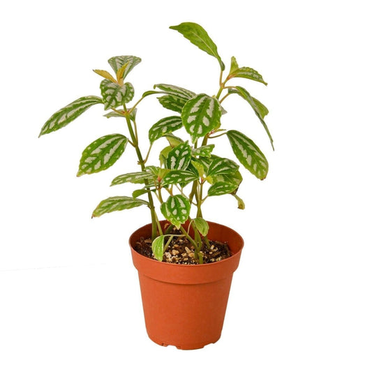 Pilea 'Aluminum'-4" Plant (1) ($4)-Trendy Gardener