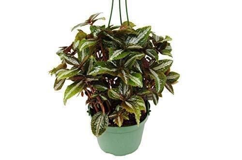 Pilea 'Bronze'-Indoor Plants-Trendy Gardener