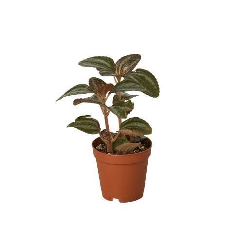 Pilea 'Bronze'-Indoor Plants-Trendy Gardener