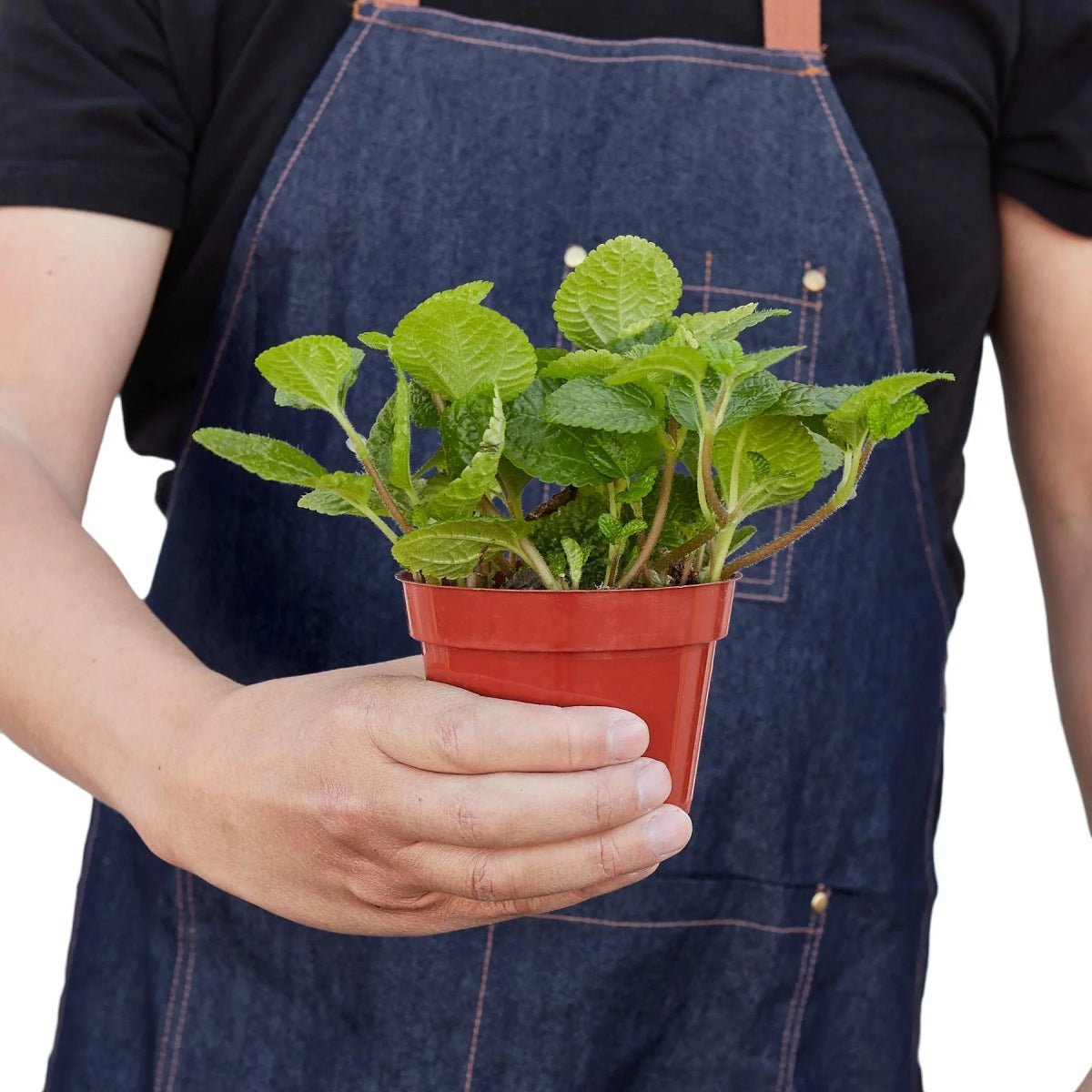 Pilea 'Crinkle'-4" Plant (1) ($4)-Trendy Gardener