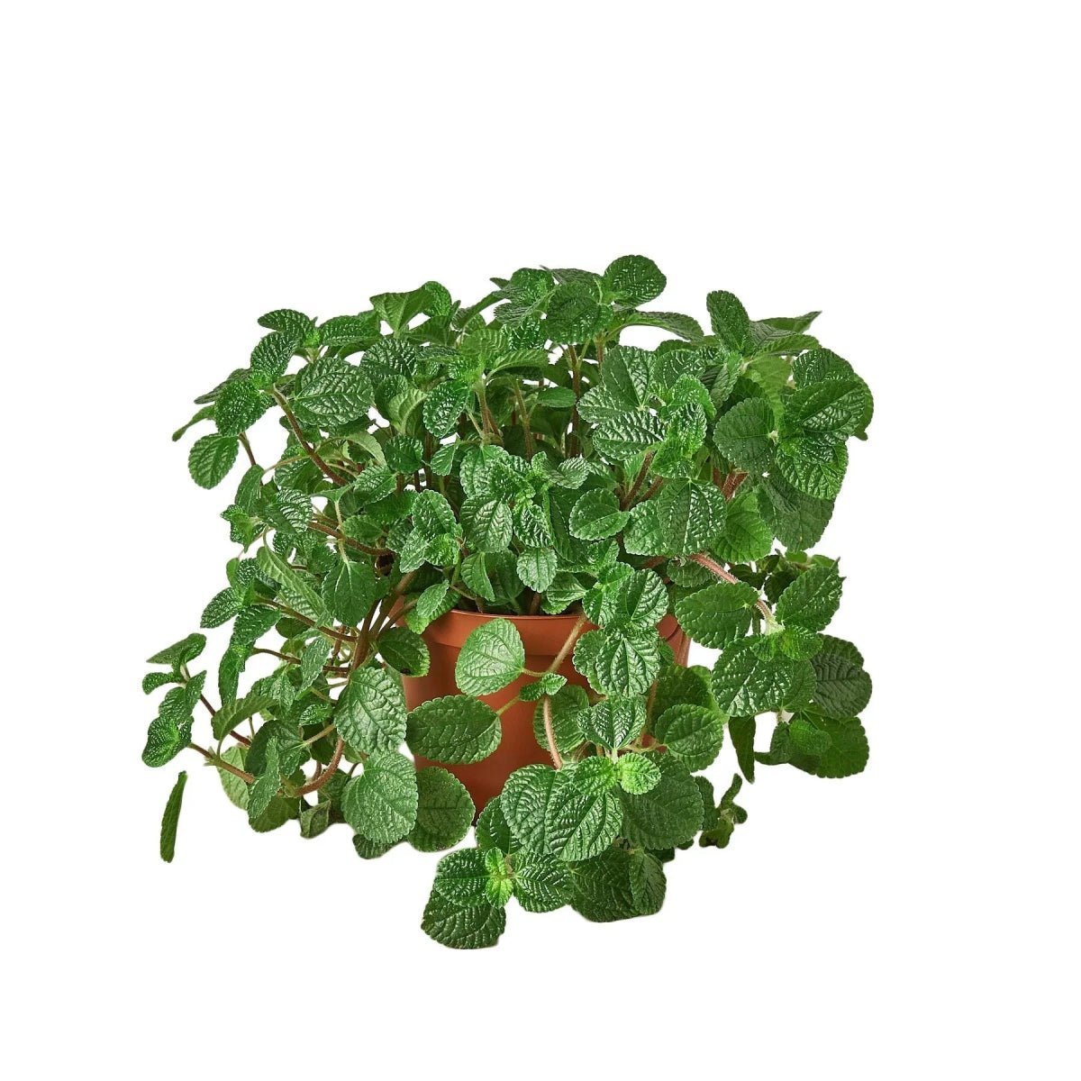 Pilea 'Crinkle'-4" Plant (1) ($4)-Trendy Gardener