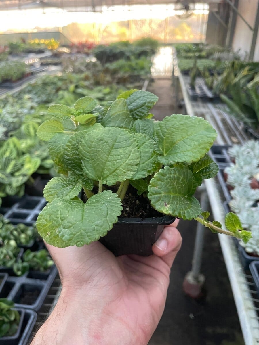 Pilea 'Crinkle'-4" Plant (1) ($4)-Trendy Gardener