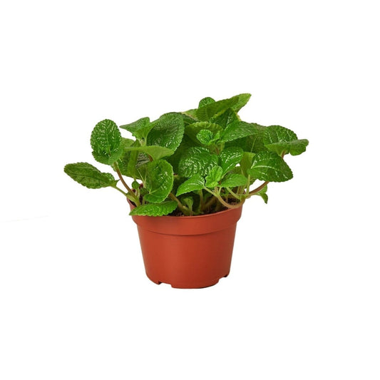 Pilea 'Crinkle'-4" Plant (1) ($4)-Trendy Gardener