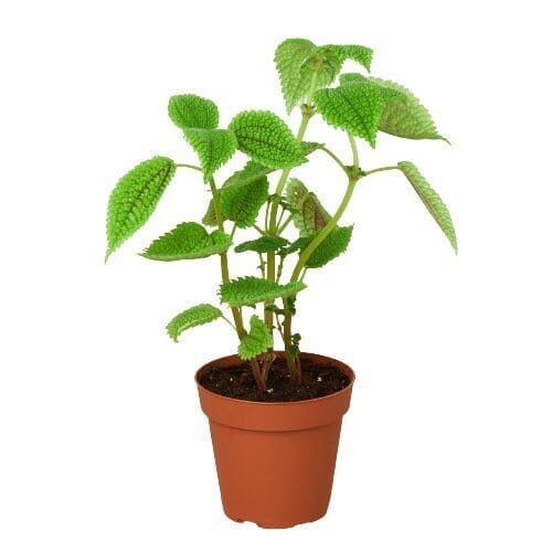 Pilea 'Moon Valley' - 4" Pot-Trendy Gardener