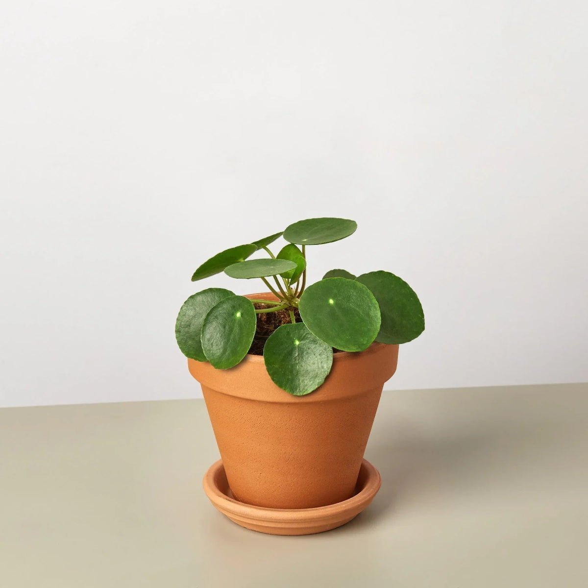 Pilea Peperomioides 'Chinese Money' Indoor Plants Trendy Gardener 