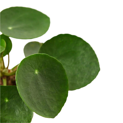 Pilea Peperomioides 'Chinese Money'-Indoor Plants-Trendy Gardener
