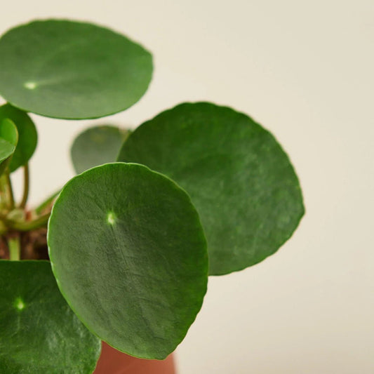 Pilea Peperomioides 'Chinese Money'-Indoor Plants-Trendy Gardener