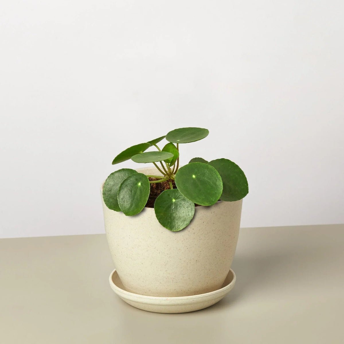 Pilea Peperomioides 'Chinese Money' Indoor Plants Trendy Gardener 