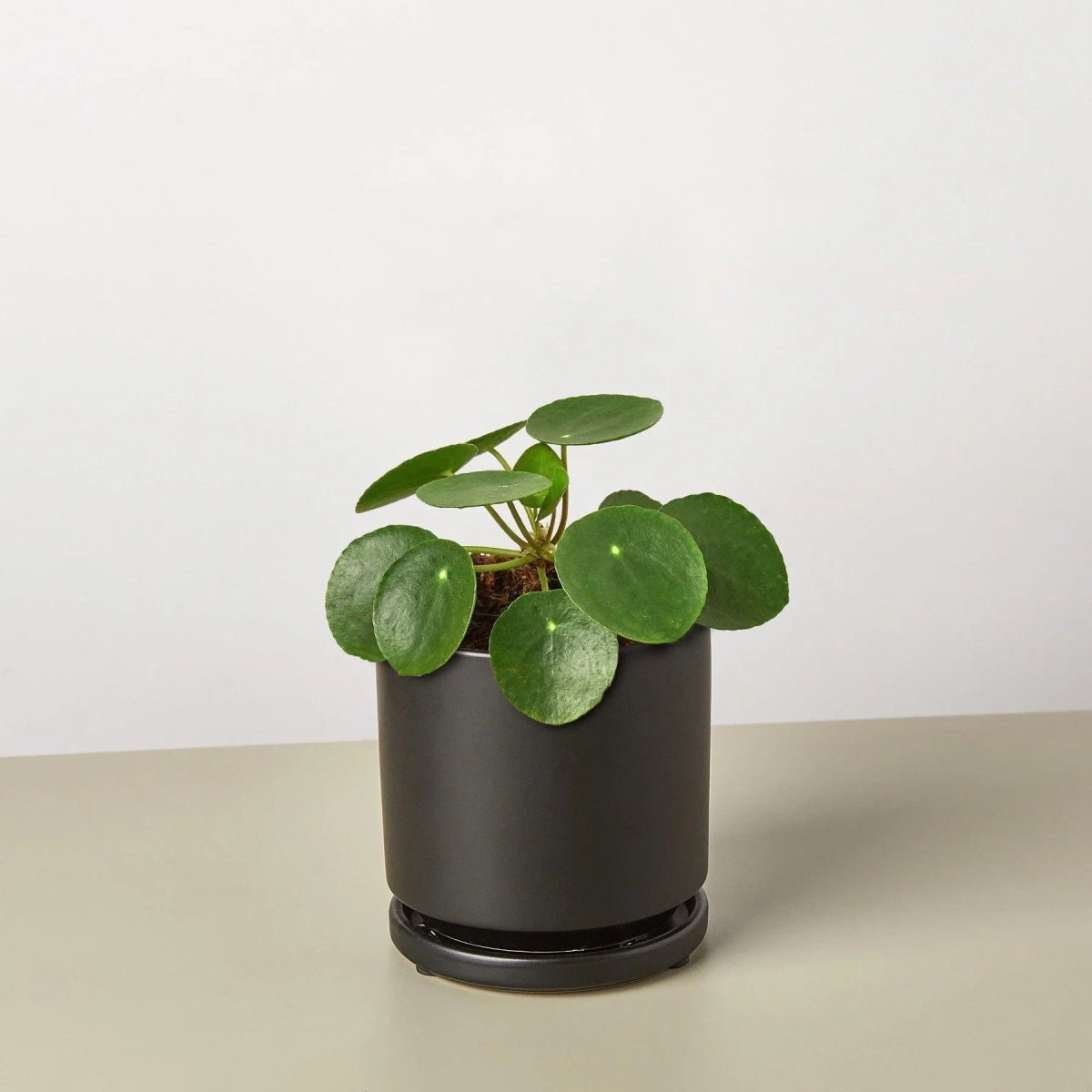 Pilea Peperomioides 'Chinese Money' Indoor Plants Trendy Gardener 