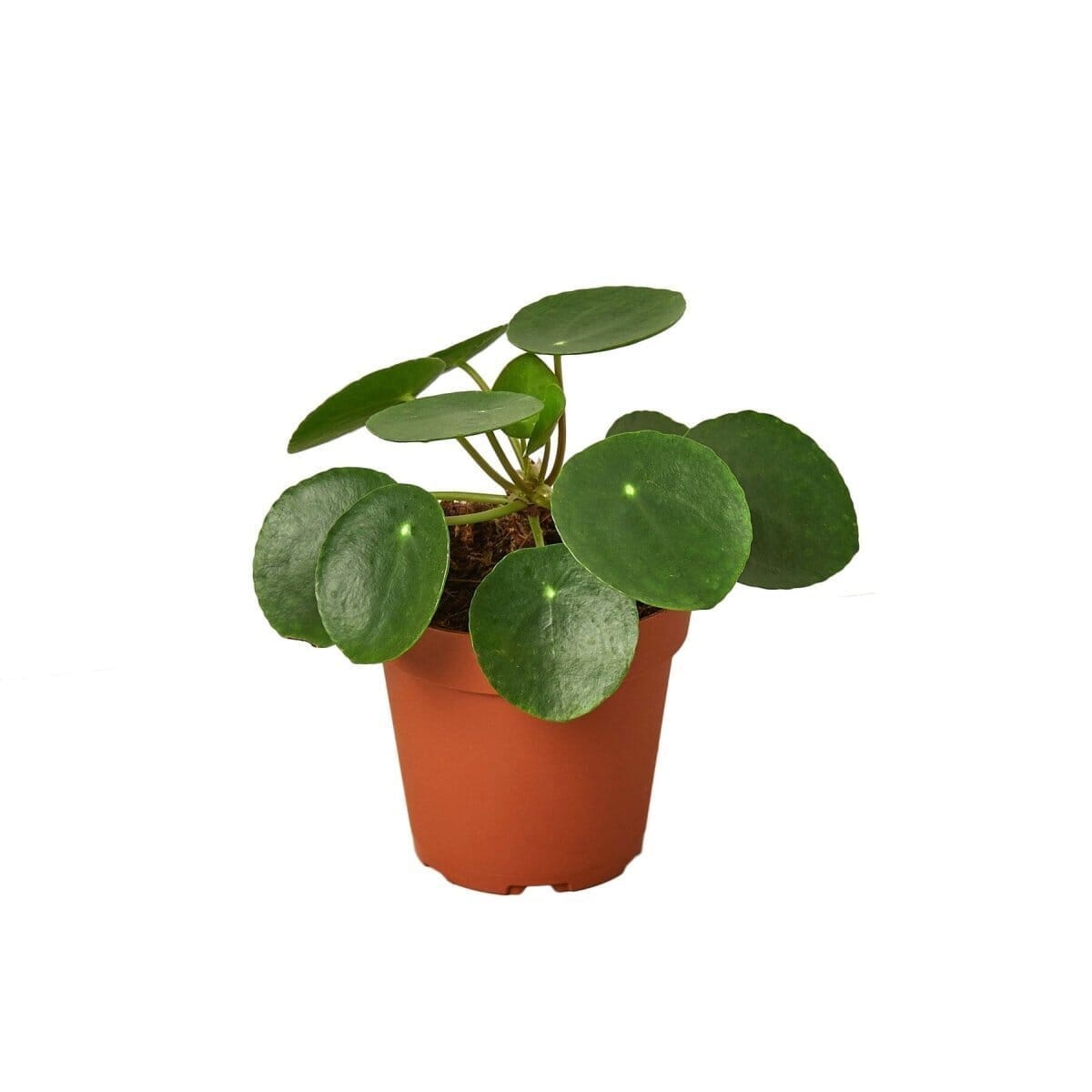 Pilea Peperomioides 'Chinese Money'-Indoor Plants-Trendy Gardener