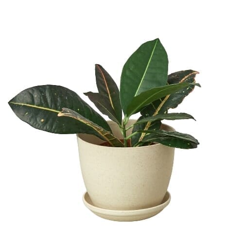 Plant Fiber Pot - 6 Inch-Accessories ($10 Ship/31oz)-Trendy Gardener