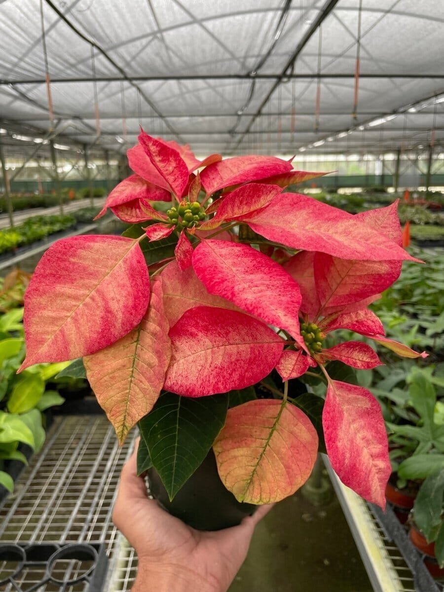 Poinsettia 'Ice Crystal'-Indoor Plants-Trendy Gardener