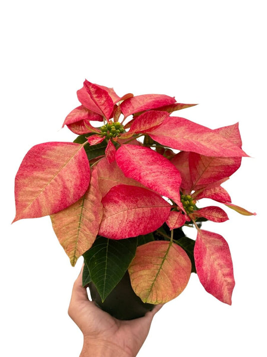 Poinsettia 'Ice Crystal'-Indoor Plants-Trendy Gardener