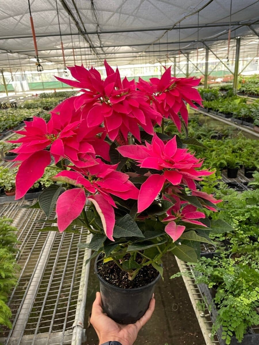 Poinsettia 'Luv U Pink'-Indoor Plants-Trendy Gardener