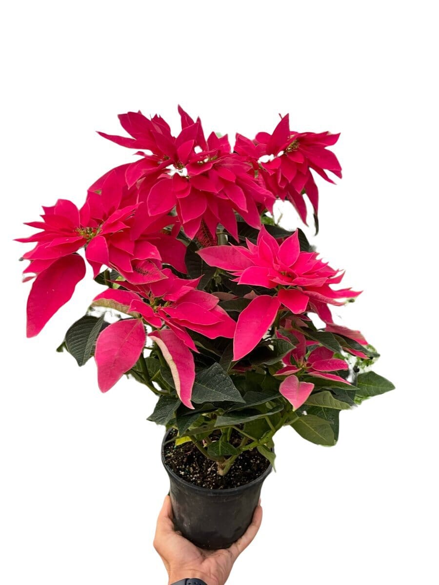 Poinsettia 'Luv U Pink'-Indoor Plants-Trendy Gardener