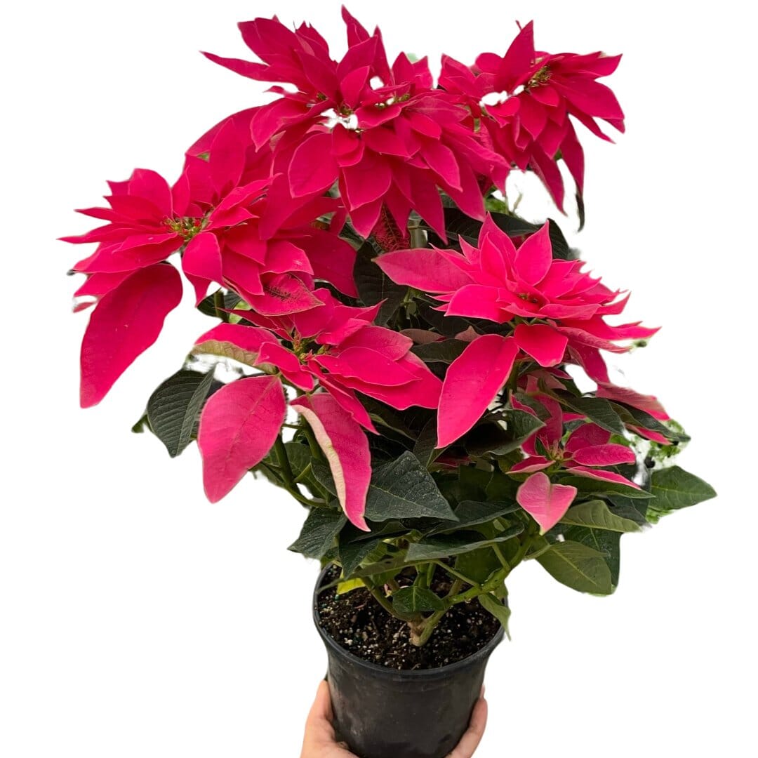 Poinsettia 'Luv U Pink'-Indoor Plants-Trendy Gardener