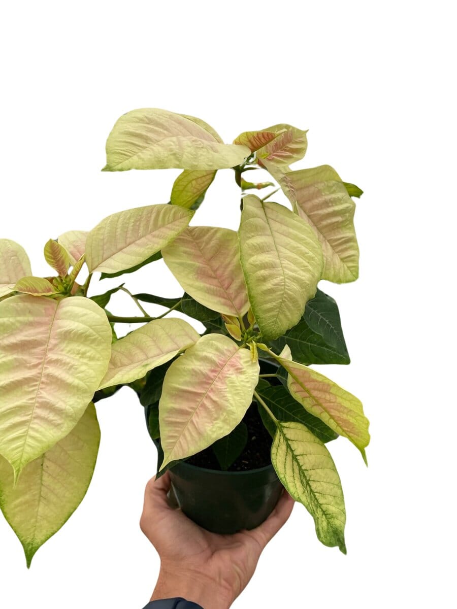 Poinsettia 'Marble'-Indoor Plants-Trendy Gardener