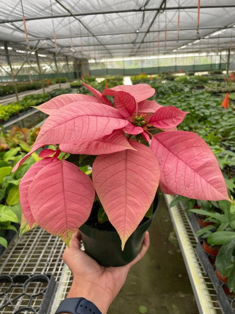 Poinsettia 'Pink'-Indoor Plants-Trendy Gardener