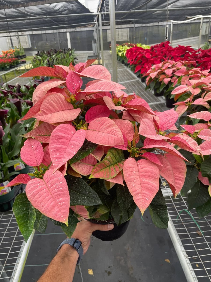 Poinsettia 'Pink'-Indoor Plants-Trendy Gardener