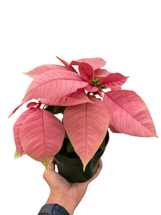 Poinsettia 'Pink'-Indoor Plants-Trendy Gardener