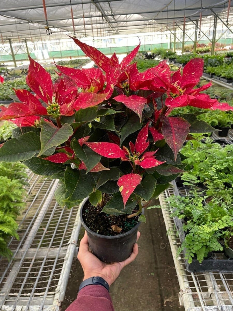 Poinsettia 'Red Glitter'-Indoor Plants-Trendy Gardener